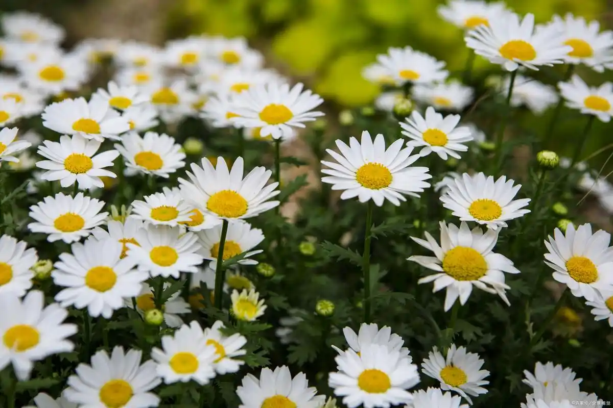白晶菊的开花期一般会在冬季的末期,到夏初这段时间.不过,她的盛花期