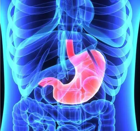 胃在什么位置图片(胃在人体的哪里呢)