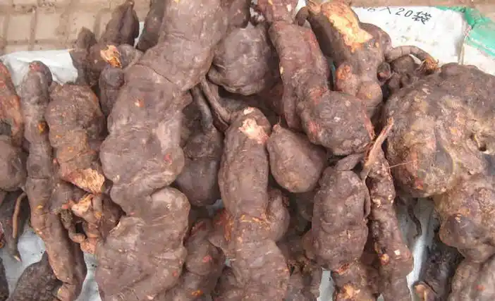 三丰告诉你,如何能种植出高效益的"何首乌"_中国医疗健康网