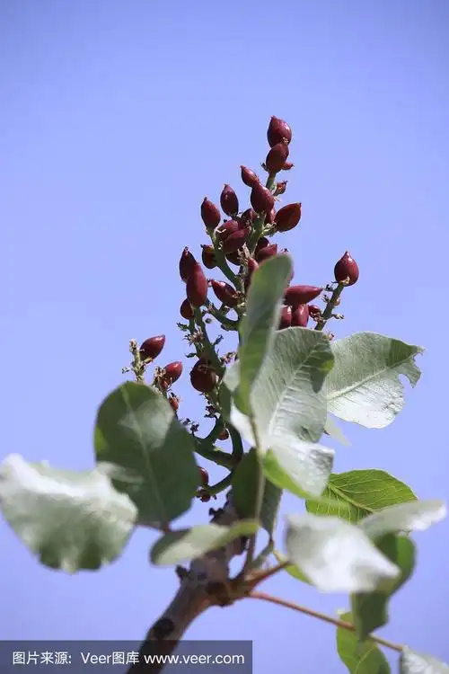 开心果树,伊朗设拉子省