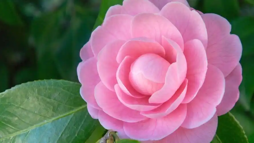 山茶花图片高清电脑桌面壁纸