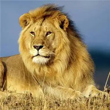 狮子头像高清图片高清霸气真实雄狮头像图片大全