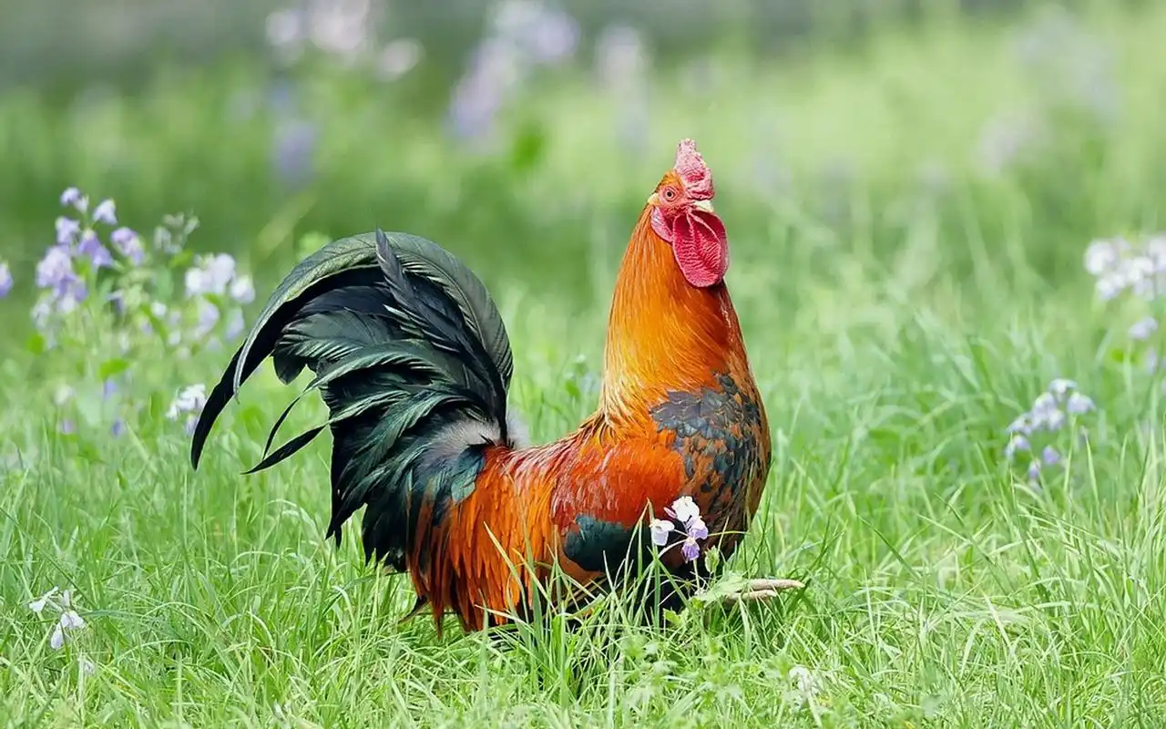 英勇顽强的公鸡桌面壁纸下载(二)