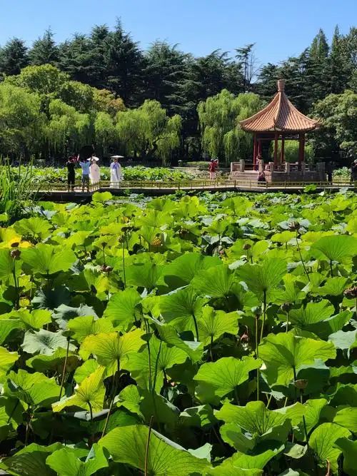 青岛中山公园小西湖的春——夏——秋——冬.