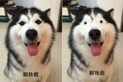 狗狗化妆卸妆前后对比