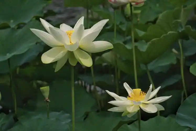 竹色溪下绿,荷花镜里香.