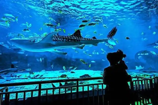 到青岛玩跟团好还是自由行好?3分钟了解吃住行_景点_佳佳_旅游