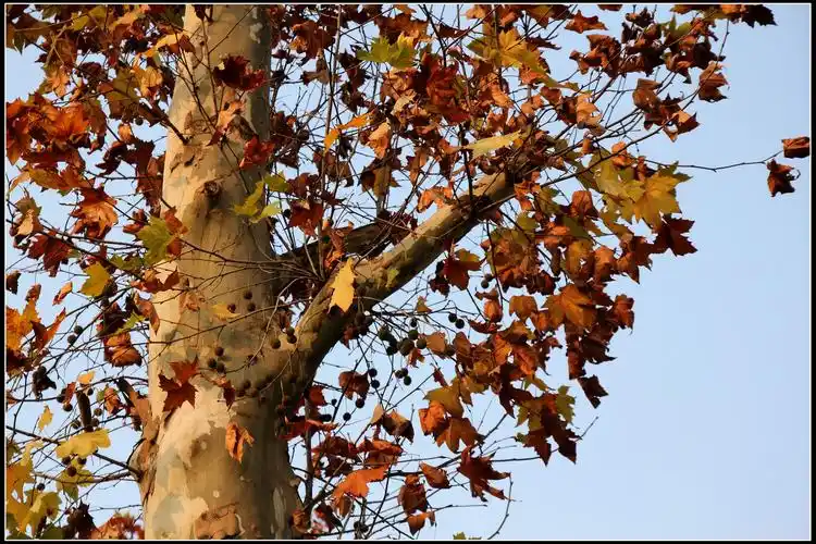 秋的色彩之【法国梧桐之魅影】