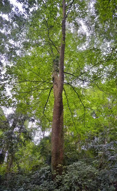 珍稀树种——香果树|成都市|新华社|中国科学院_新浪新闻