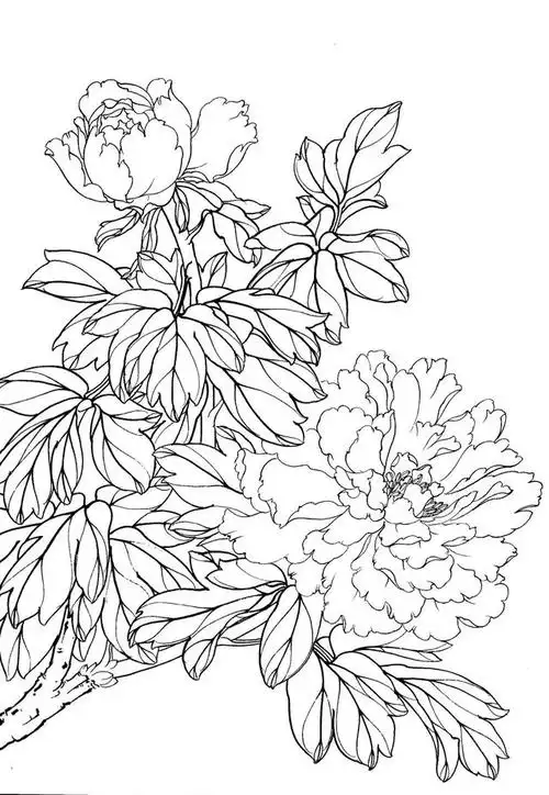 附:工笔牡丹线描图(铅笔公社整理发布)honghe=红褐色(墨 胭脂 少许