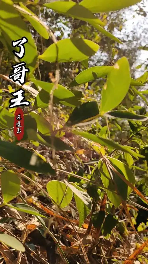 认识中草药#百草中药之了哥王,全株有毒,内服慎用