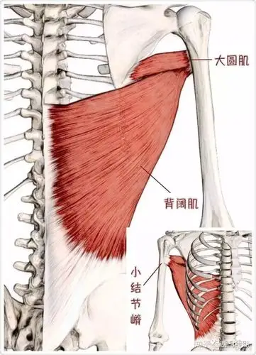 杠铃划船练背阔肌还是斜方肌?