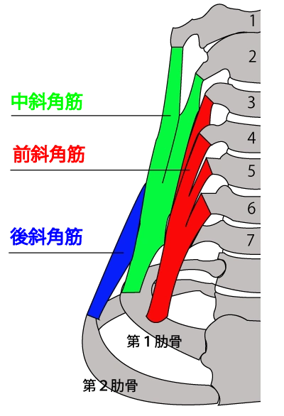 康复触诊新章节-16前斜角肌(上)