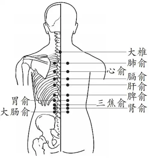 "热"知识:夏天拔罐,效果反而更好