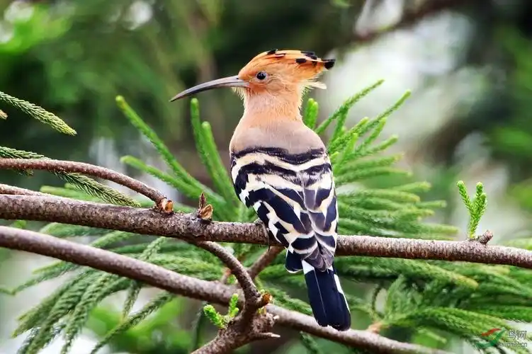 戴胜- 鸟类文化版 鸟网