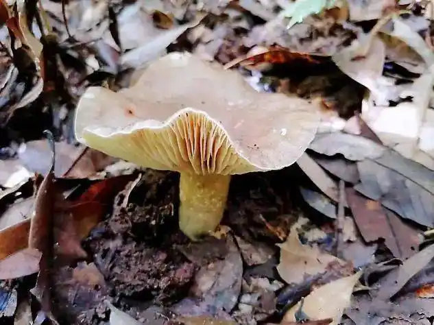野生毒蘑菇可致命!祖孙3人中招_有毒