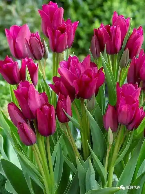 可以开成花束的郁金香你见过么?