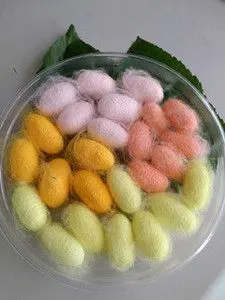 天然彩色蚕茧有活蚕蛹和干蚕蛹7个颜色每个颜色鲜艳个大漂亮