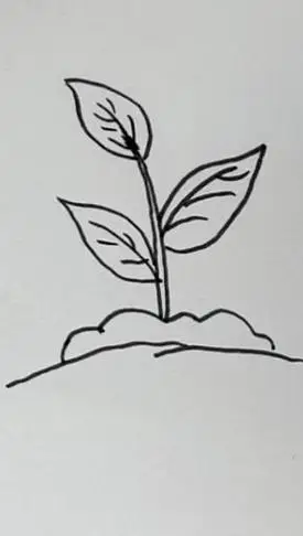 简笔画小树苗简笔画