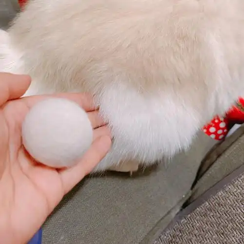 猫毛毛球养成记