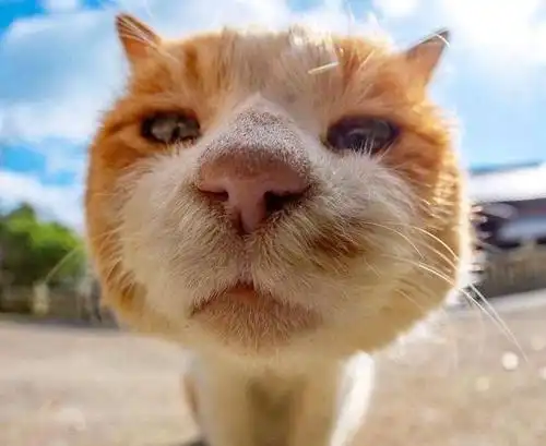 中年猫咪自拍图鉴