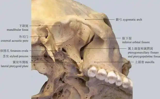 图1-31 颞下窝和翼腭窝infratemporal fossa and pterygopalatinefoss