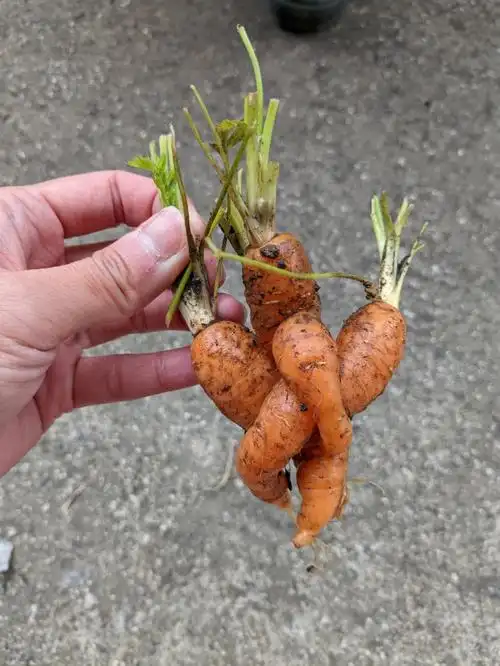 胡萝卜长成这样