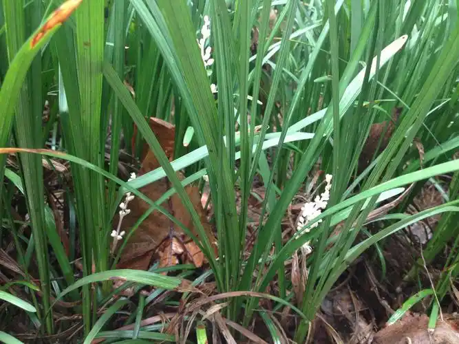 单子叶植物求鉴定