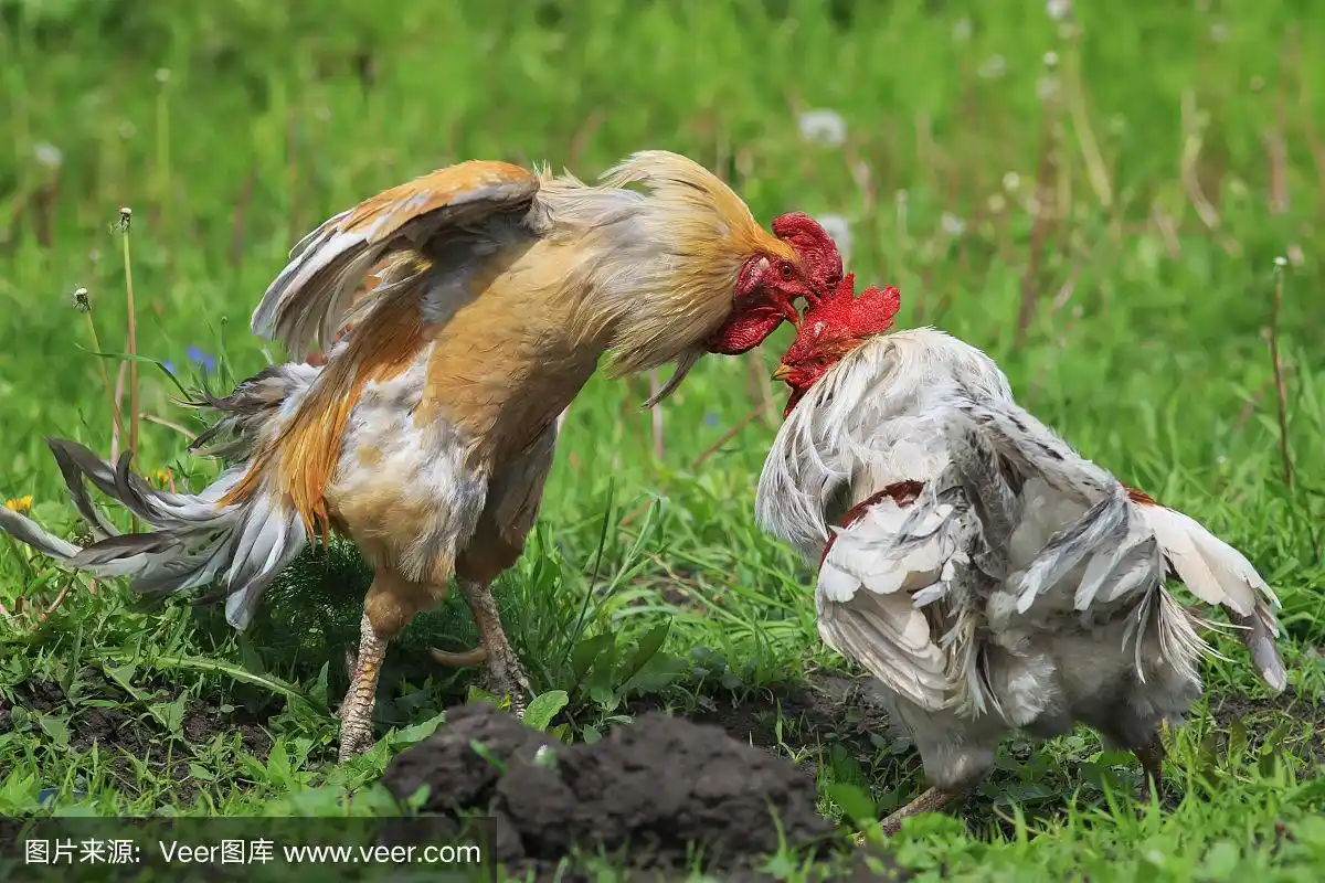 农场里的一场打斗中,一只红色公鸡在头上啄了几下白色的鸡毛