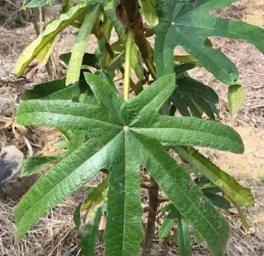 农村一种稀有的榕属植物,人们俗称"七指毛桃",你认识吗