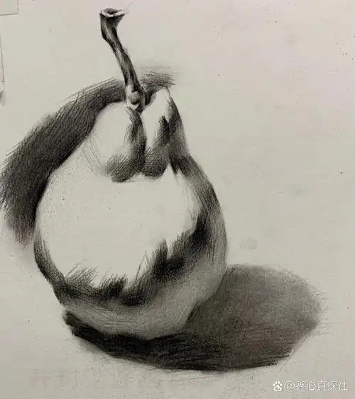 素描静物单体梨子,超详细步奏来了