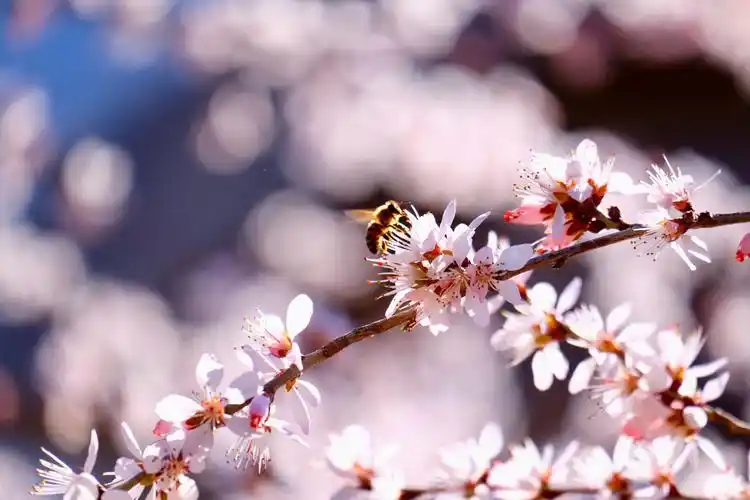 春天悄悄来临,到处花红柳绿,景色宜人,给人一种陶醉在大自然的感觉.
