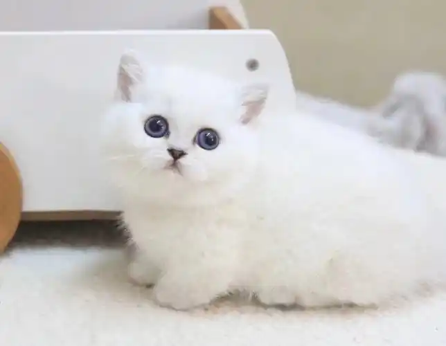 银点矮脚妹妹毛茸茸超可爱