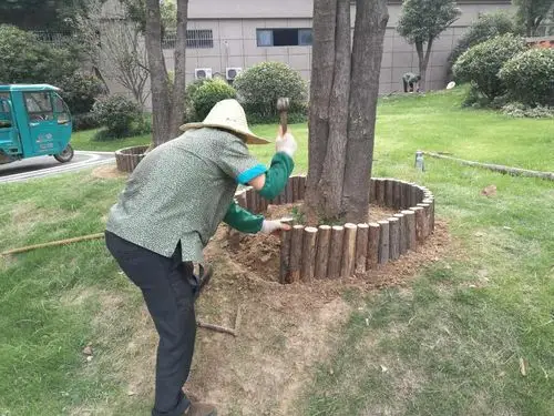 增加大树美化树圈每一天苑区现场品质提升是我们工作的无限动力
