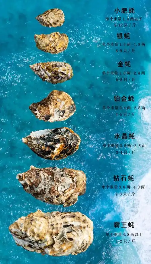 别再问"你们的乳山生蚝为什么那么贵"了!