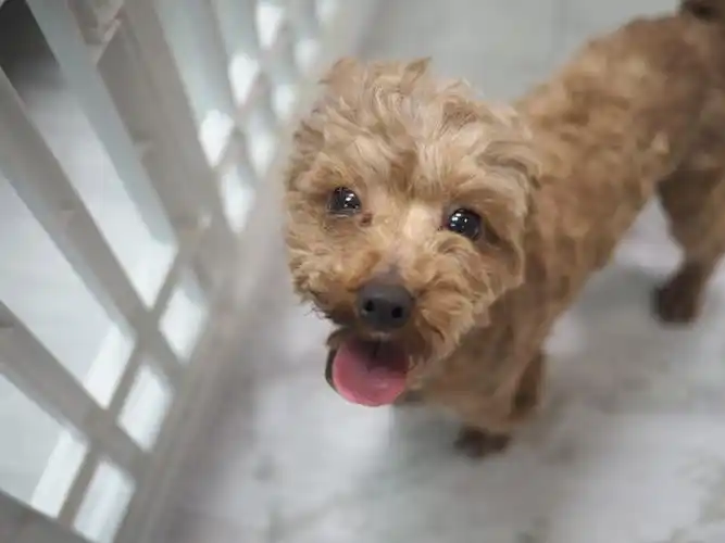 领养teacup poodle (男) whatsapp (852)96919313