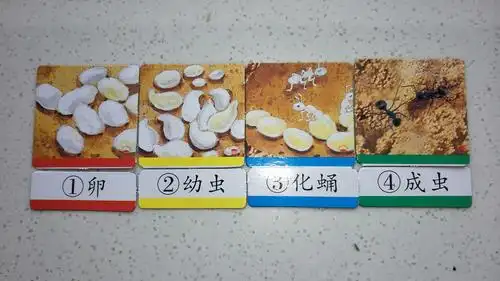 蚂蚁的生长过程跟我们一样吗?