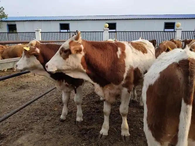 出售紫红花西门塔尔牛