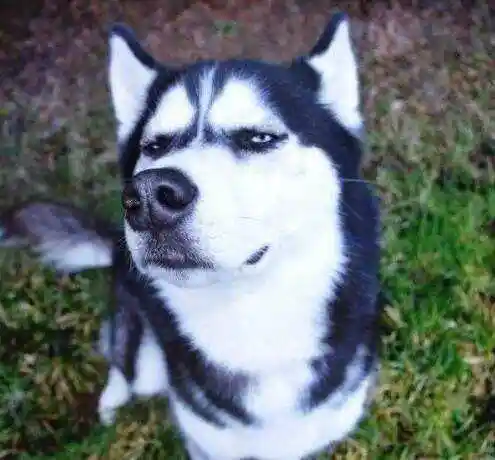 包搞笑女头像五人闺蜜弗兰奇搞笑头像王大拿搞笑头像头像搞怪搞笑逗