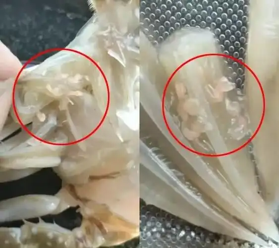 浙江男子买了几只梭子蟹剥开一看密密麻麻全是虫