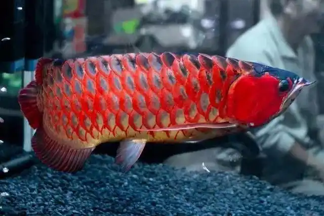 养了12年的精品绿皮辣椒血红龙,赞!