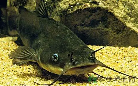 白化病鲶鱼能吃吗