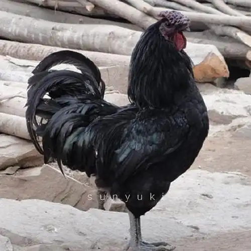 旧院黑鸡半只(公)-旧院黑公鸡(半只)