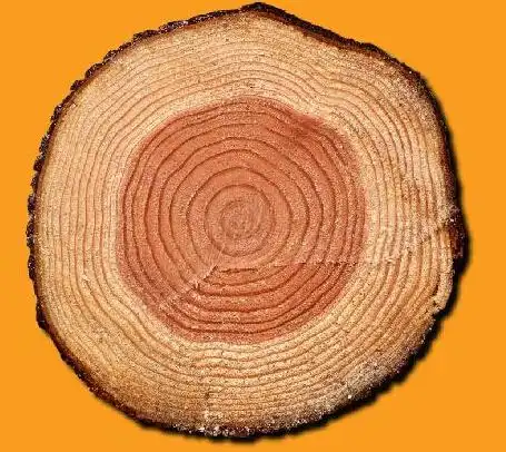 年轮是树木在生长过程中受季节影响形成的,一年产生一轮.