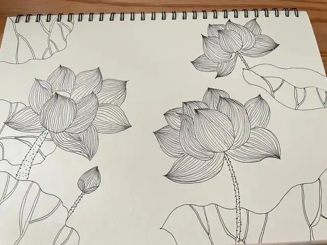 荷花黑白线描画