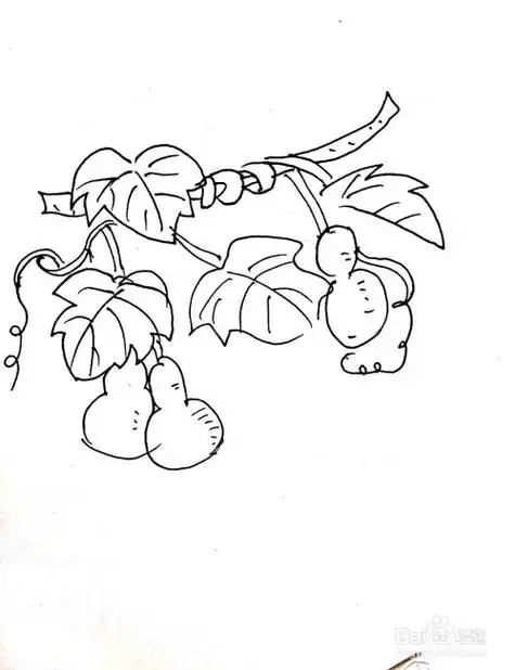 挂满葫芦的葫芦藤简笔画