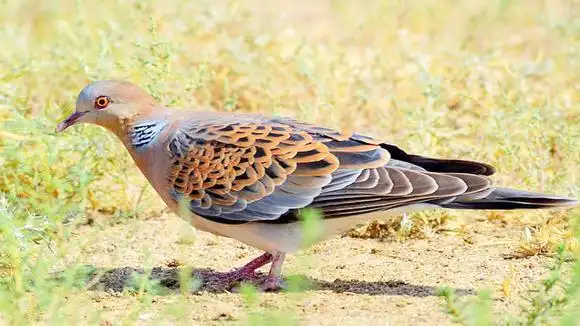 鸟叫声:山斑鸠又叫金背斑鸠,听听它的叫声!-动物视频-搜狐视频