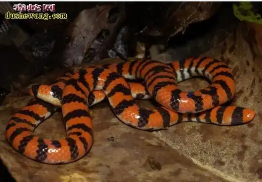 【花斑蛇图片】花斑蛇图片图片大全_蛇的图片_毒蛇网