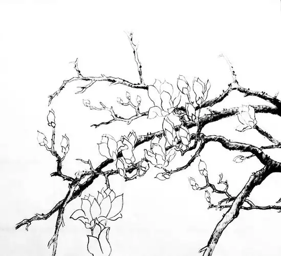 白描玉兰(美颜后)