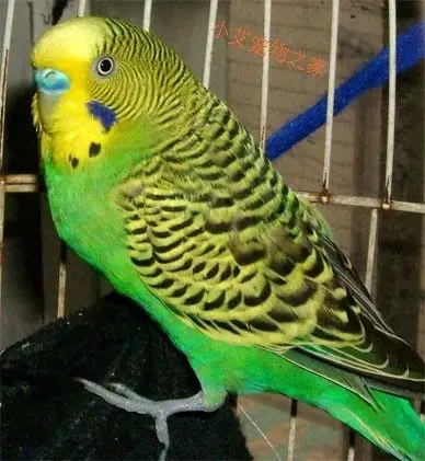 养的一只原始绿的虎皮鹦鹉买回来时头顶是黑白条纹状的羽毛,养了几个